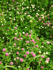 初夏の朝の詰草茂る野原風景