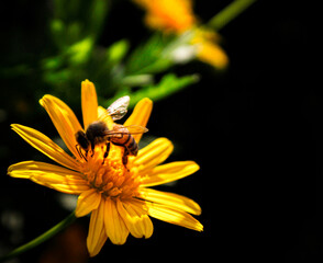 bee on yellow flower close up 