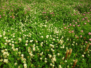 初夏の朝の詰草茂る野原風景