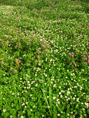 初夏の朝の詰草茂る野原風景