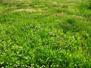 初夏の朝の詰草茂る野原風景