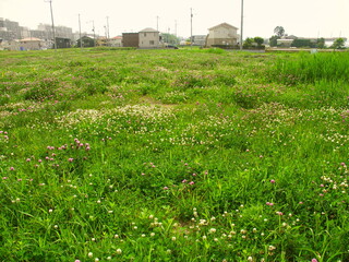 新興住宅地の初夏の朝の詰草茂る野原風景 © smtd3
