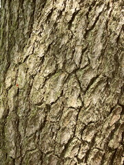 松の古木の幹
