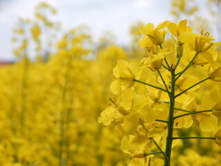 Obraz premium yellow rape field