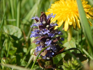 bumblebee on a flower