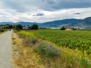 Fototapeta na wymiar Cycling Trails KVR Kettle Valley Through Vineyards and Orchards Beautiful Landscapes