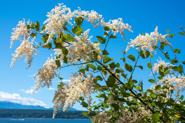 blooming oceanspray bush on Hood Canal