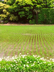 畦に咲くシロツメクサと植田風景