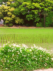 畦に咲くシロツメクサと植田風景