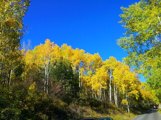 Yellow Aspens in Fall at Alpine Loop Scenic Driver near Alpine, Utah