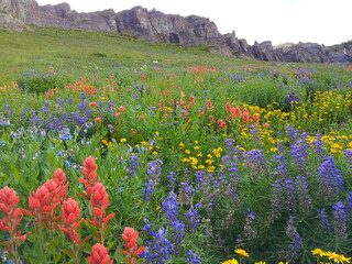 Wildflowers at Mt Timpanogos, American Fork, Utah