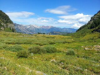 Fototapeta na wymiar Wildflowers and peaks of the Wasatch Mountains, American Fork, Utah
