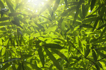 Growing  Leaf Bamboo frame in forest or texture background. green nature, Green Energy and world for water day or National Forest Conservation Day. Space for your text. Wide angle banner.