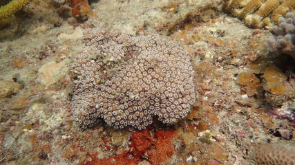 coral found at coral reef area at Tioman island, Malaysia