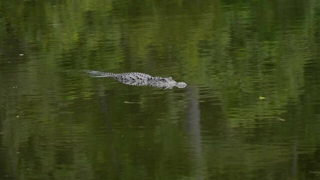 alligator swimming in the water