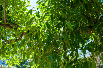 Fototapeta na wymiar A tree with green leaves basking in the sun under a blue sky in early summer