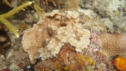 coral found at coral reef area at Tioman island, Malaysia