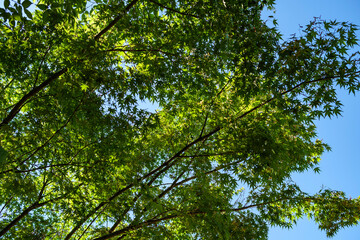 A tree with green leaves basking in the sun under a blue sky in early summer