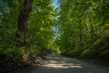 Fototapeta premium road in the woods