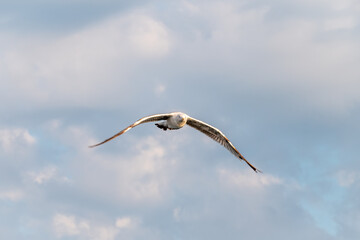Sea gull in the cloudy blue sky. The European herring gull