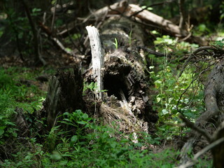 log in woods