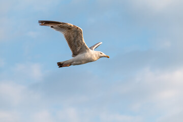Sea gull in the cloudy blue sky. The European herring gull