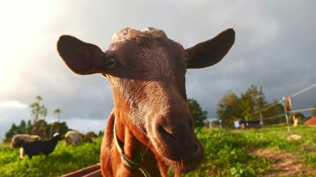 Goat on green pasture in farm field countryside. Concept of livestock agriculture, domestic animals on farmland, rural scene. Animal portrait. 