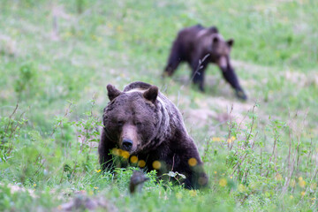 Very aggressive Brown bear (ursus arctos) during mating season walking after meadow