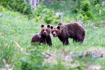 Brown  bears during mating season on the small meadow.