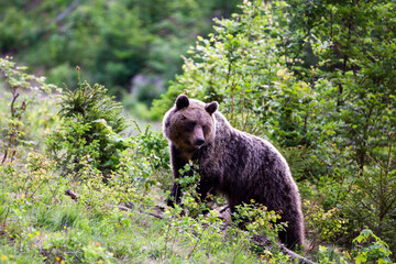 Fototapeta premium Nice dangerous female brown bear (Ursus arctos) walking on the meadow. Female bear early morning in spring sunrise.