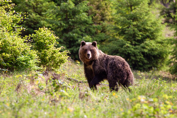Nice dangerous  female brown bear (Ursus arctos) walking on the meadow. Female bear early morning in spring sunrise.