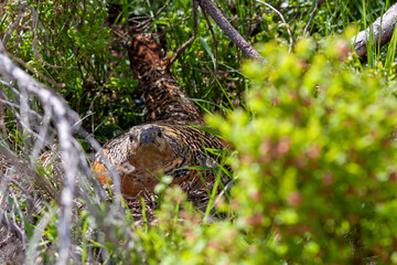 Beautiful female capercaillie in mountain forest sitting on eggs hidden under a young tree ( Tetrao urogallus )