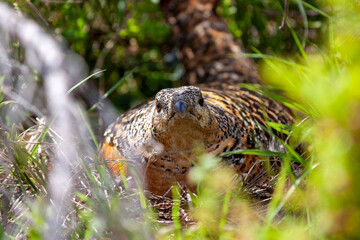 Beautiful female capercaillie in mountain forest sitting on eggs hidden under a young tree ( Tetrao urogallus )