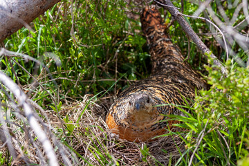 Beautiful female capercaillie in mountain forest sitting on eggs hidden under a young tree ( Tetrao urogallus )