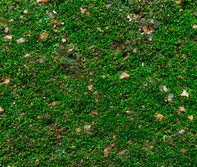 Fresh green moss on ground