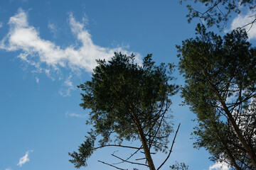 Looking skyward to tree tops