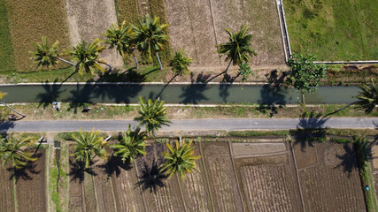 aerial view of coconut trees with agricultural irrigation channels in Yogyakarta Indonesia