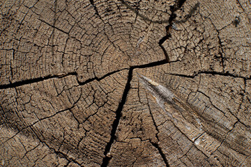 wood texture. Abstract wood texture background.