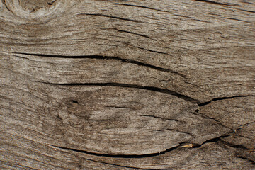 Obraz premium wood texture. Abstract wood texture background.