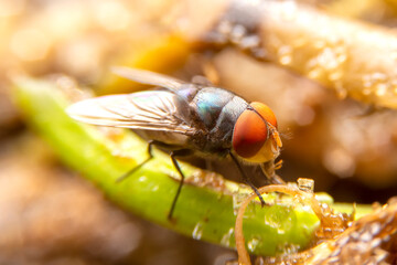 Close up of the Diptera on green leaf in the forest with blurred green background. House Fly or...