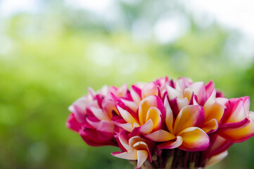 Fototapeta premium The red and white color of the plumeria flowers in the glass used to make a vase.