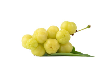 Close up Star Gooseberry fruit (Phyllanthus acidus) isolated on white background