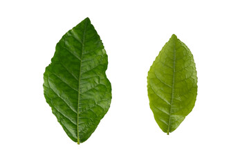 Green leaf of Streblus asper Lour (Siamese rough bush , Tooth brush tree) isolated on white background