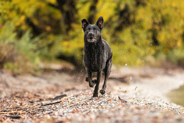black dog walking in the forest