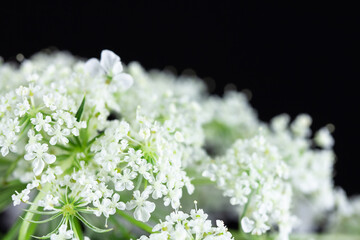 Wild carrot blossom umbels with copy space