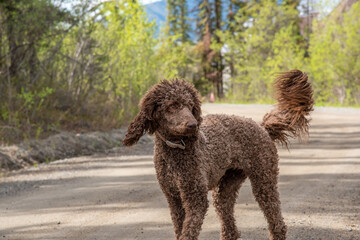 Goofy, playful and beautiful brown standard poodle female dog having fun and jumping in the summer. 