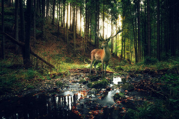 Großer brauner Hirsch steht an einem Bach im Wald