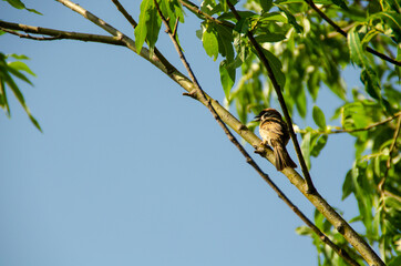 The bird sits on a branch