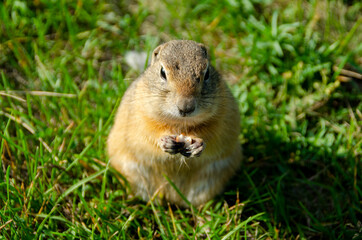 Gopher eats in nature.