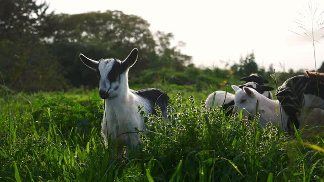 Cute baby goats on green pasture in countryside field. Concept of livestock agriculture, farming in America, farm animal on a ranch. 
